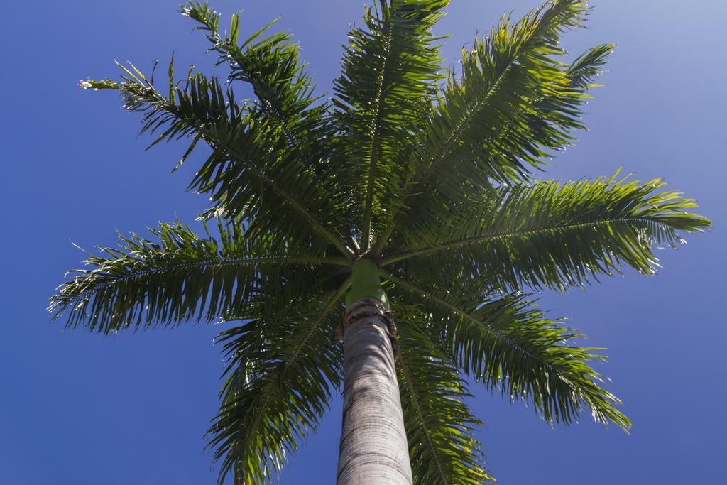Port Douglas Plantation Resort Exterior foto